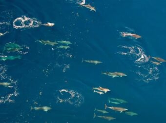 Υπερθέαμα: Τεράστιο κοπάδι δελφινιών «σκίζει» τα κύματα στον Θεολόγο Φθιώτιδας