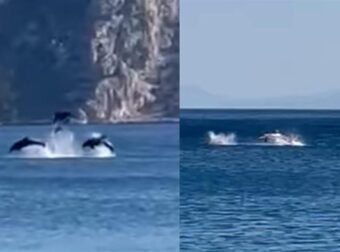 Δελφίνια έδωσαν απίστευτη παράσταση μπροστά σε λουόμενους σε παράλια του Διστόμου