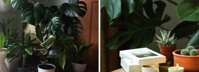 Βάλε τώρα φυτά εσωτερικού χώρου στο σπίτι σου και θα δεις τη ζωή σου να αλλάζει