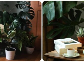 Βάλε τώρα φυτά εσωτερικού χώρου στο σπίτι σου και θα δεις τη ζωή σου να αλλάζει