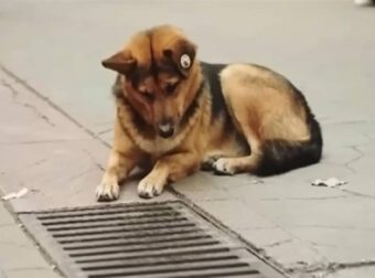 Σκύλος κοίταζε τον υπόνομο κάθε μέρα – Οι άνθρωποι σοκαρίστηκαν όταν άνοιξαν την καταπακτή