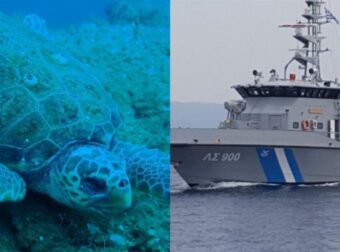 Φρίκη στη Νάξο: Σκότωσαν θαλάσσια χελώνα, τη μαχαίρωσαν στο λαιμό
